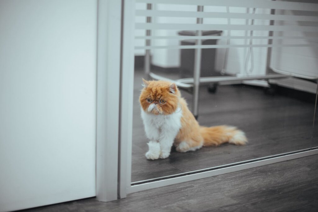 4CATS0261
