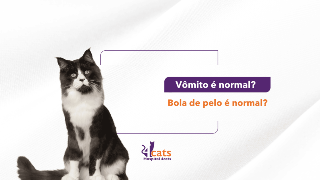 Gato frajola (preto e branco) sentado e olhando com olhar curioso