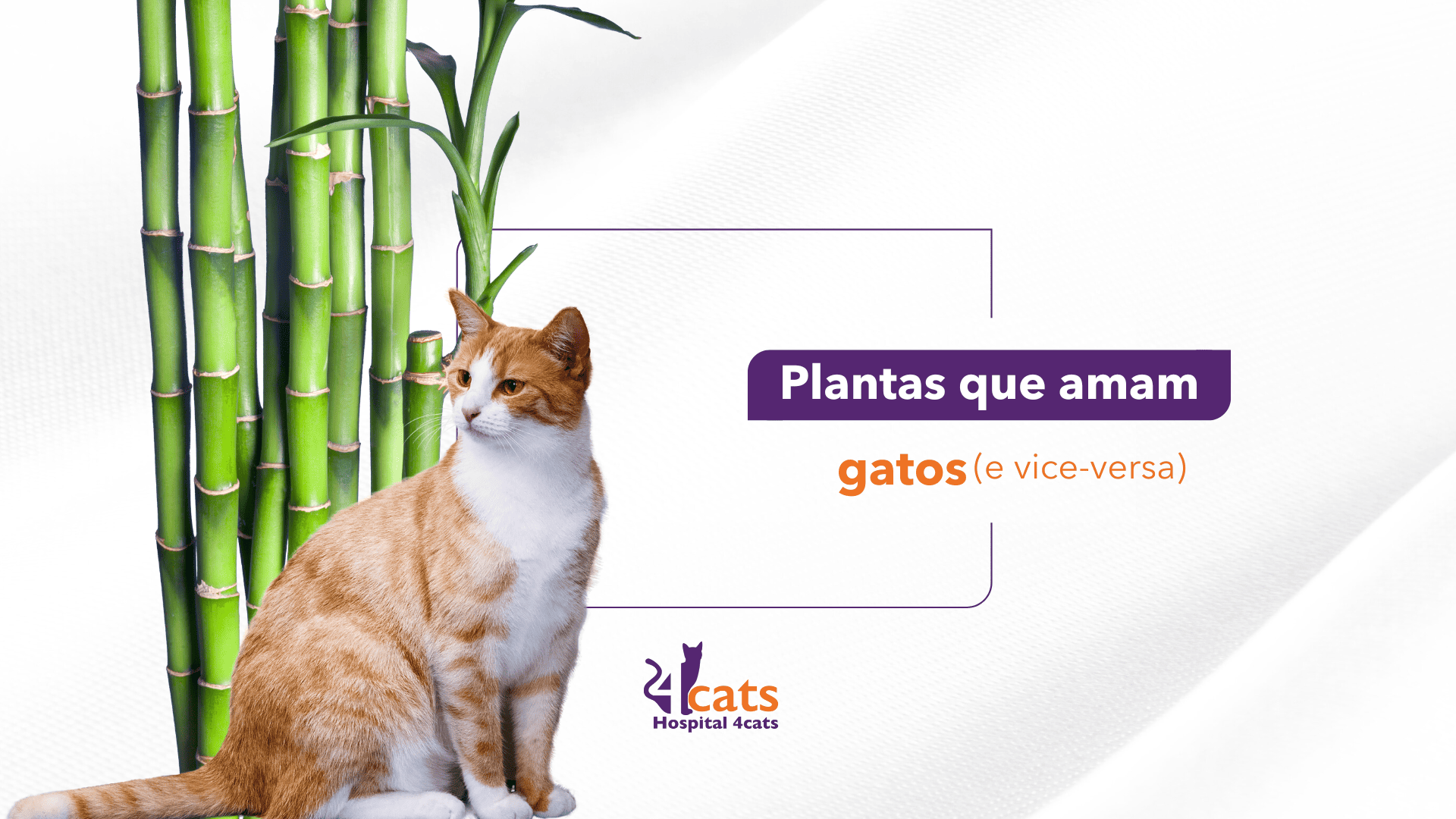 Plantas que amam gatos. Plantas seguras para gatos. hospital veterinário 4cats