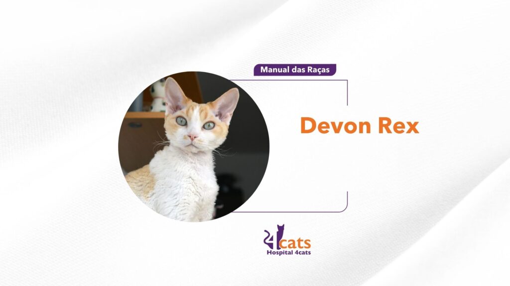 Devon Rex