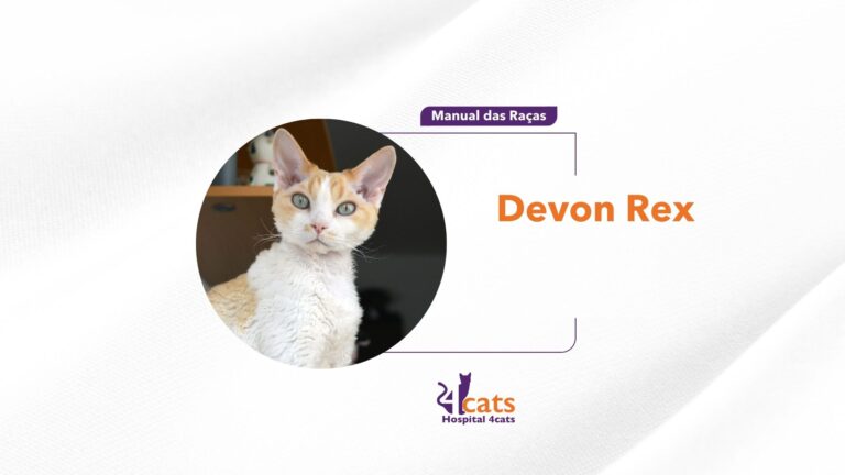 Devon Rex