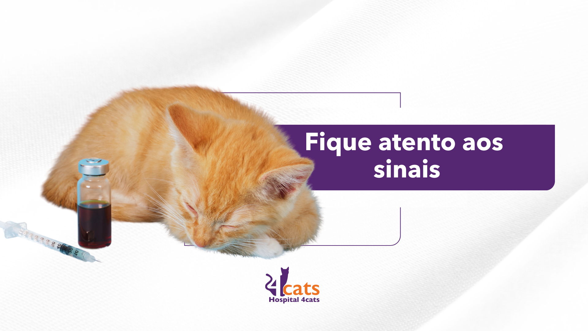 doenças comuns em gatos fique atento aos sinais 4cats