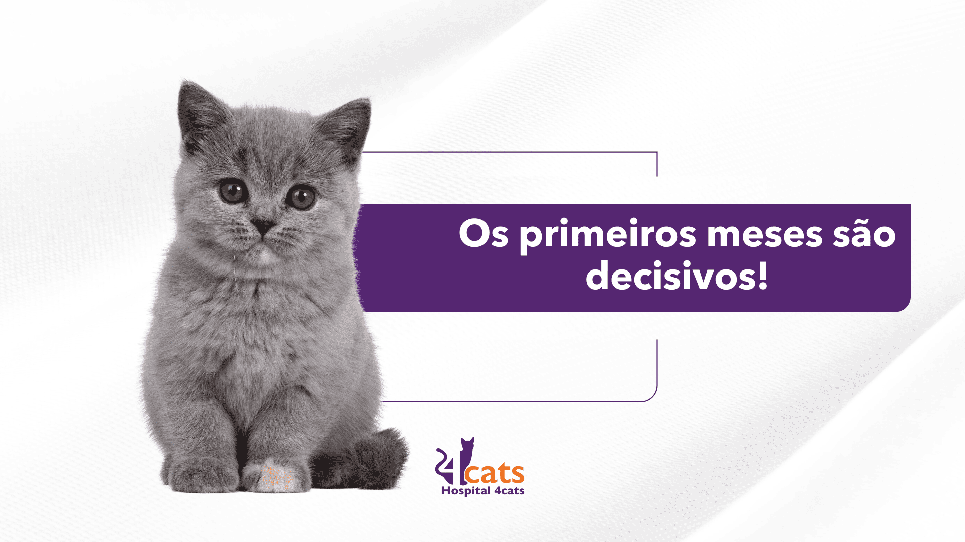 gato filhote, os primeiros cuidados são decisivos - como cuidar de filhote de gato - 4cats -hospital veterinario