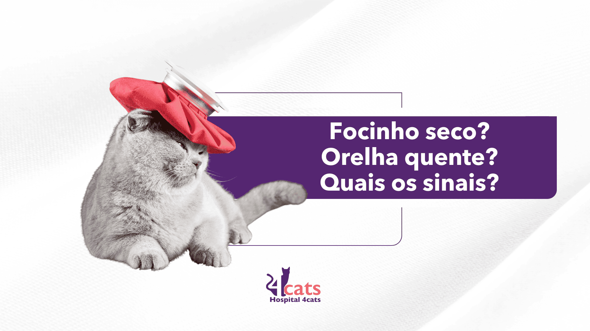 gato com febre - como saber, quais os sintomas, gatinho cinza com bolsa de gelo na cabeça - hospital veterinario 4cats