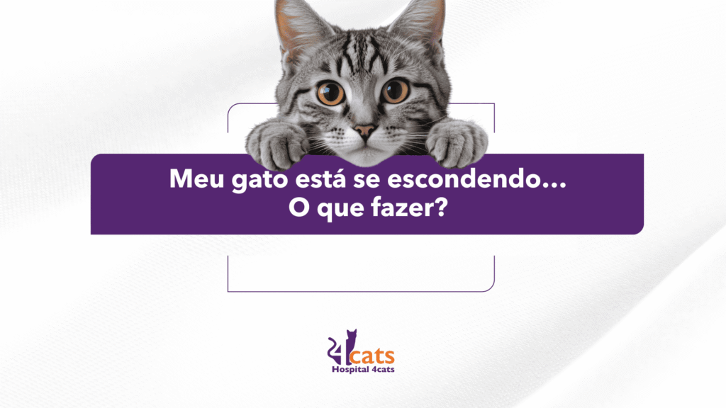 gato se escondendo, gatinho cinza olhando com logo 4 cats hospital veterinario para gatos em sao paulo 24 horas
