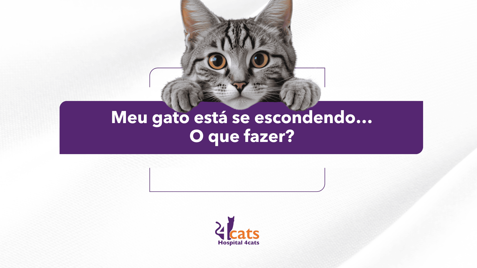 gato se escondendo, gatinho cinza olhando com logo 4 cats hospital veterinario para gatos em sao paulo 24 horas