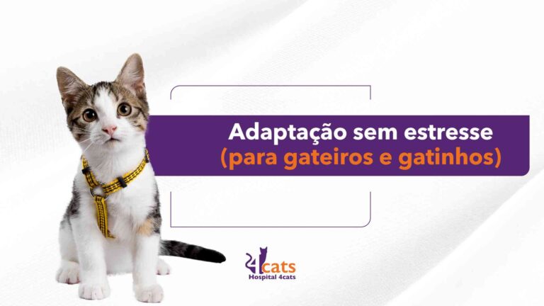 adaptação entre gatos sem estresse 4cats hospital para gatos em sao paulo