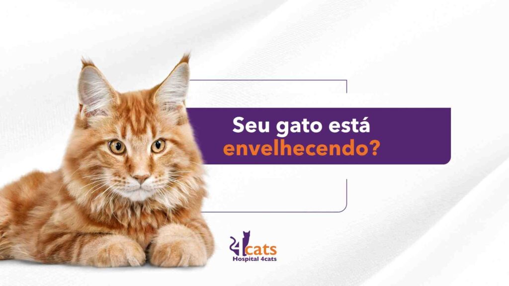cuidados com gatos idosos, gato senior 4 cats hospital veterinario em sao paulo