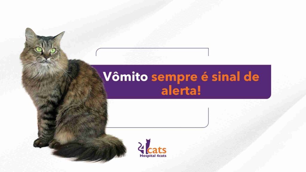 vômito sempre é isnal de laerta gato vomitando espuma branca hospital veterinario em sao paulo 4cats