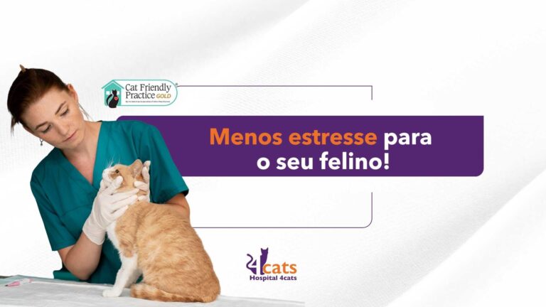 hospital veterinairo 4cats em sao paulo, cat friendly