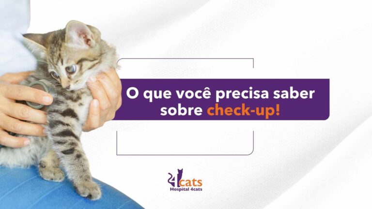 checkup em gatos como funciona e o que está incluido - 4cats hospital veterinario para gatos em sp