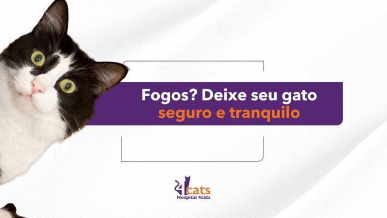 gato com medo de fogos, deixe seu gato seguro e tranquilo 4cats hospital veterinario em sao paulo sp