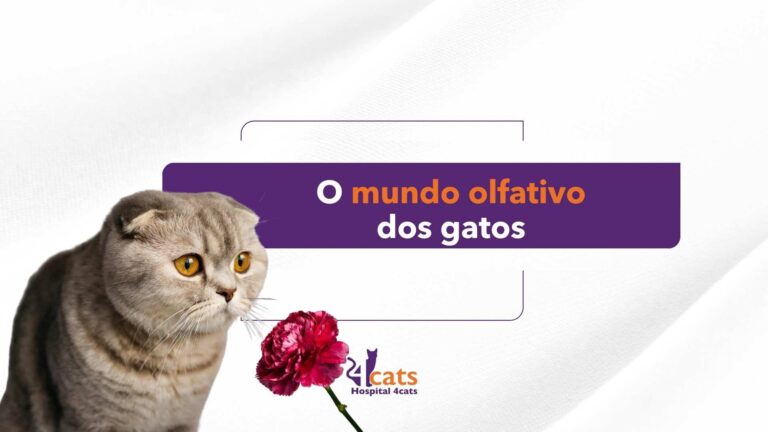 o mundo olfativo dos gatos 4cats hospital veterinario em sao paulo felinos