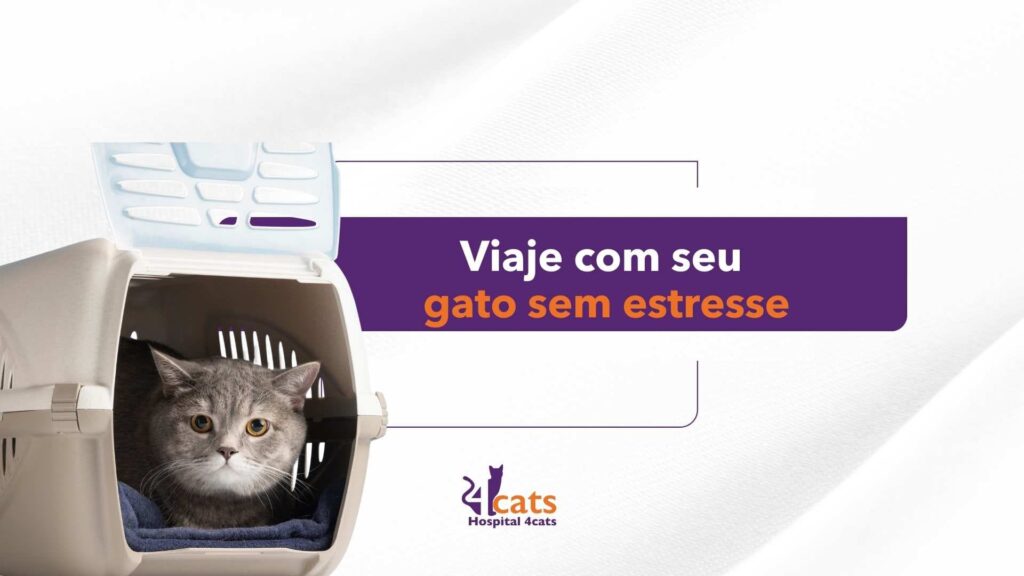 viaje com o seu gato sem estresse - viagem com gatos, hospital veterinario 4cats sao paulo