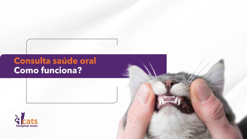 consulta saude oral 4cats hospital veterinario gatos felinos sao paulo sp