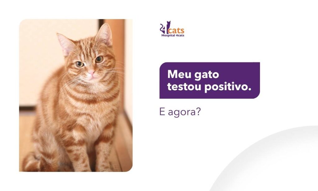 IV e FELV em gatos teste positivo o que fazer 4cats
