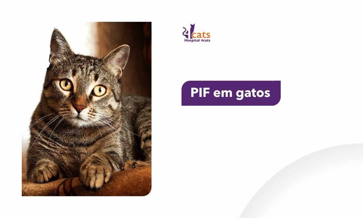 PIF em gatos, o que é, tratamento e cuidados 4cats hospital veterinário sp